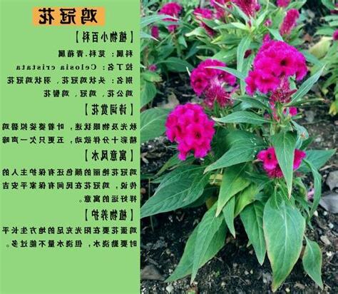 雞冠花風水