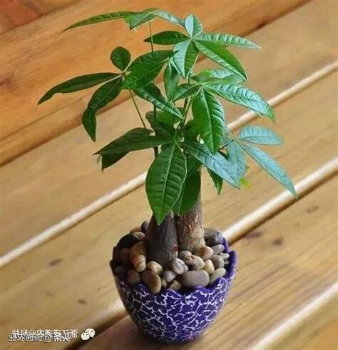 室內發財樹種類