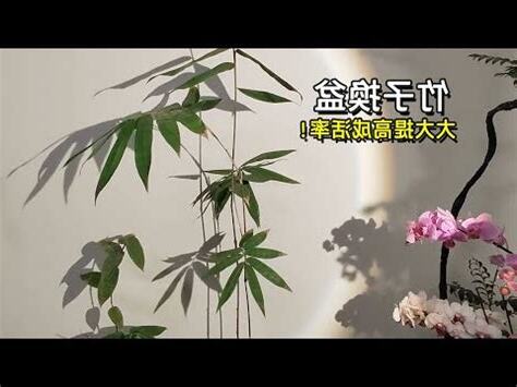 內門竹種植