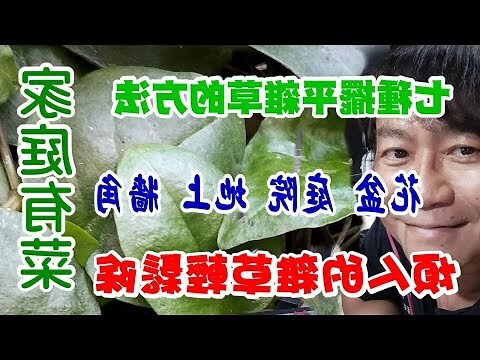 盆栽雜草