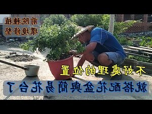 前院種什麼植物好
