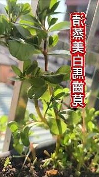 馬齒莧屬