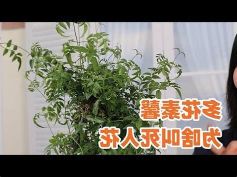 素馨花禁忌