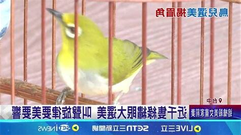 綠繡眼叫聲意思