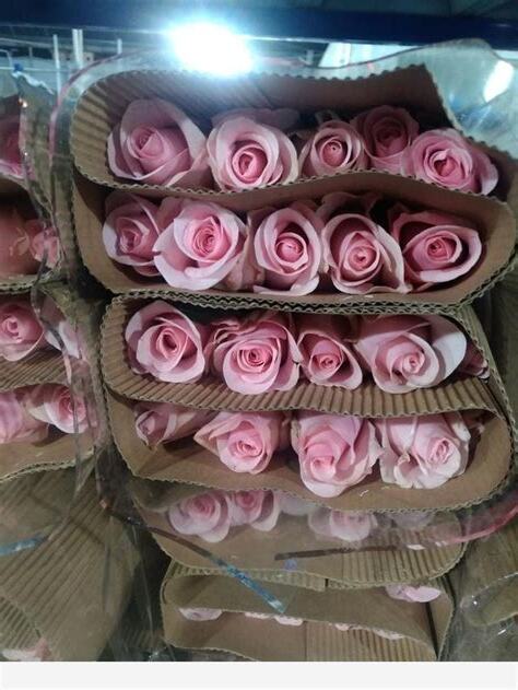 玫瑰花可以放房間嗎