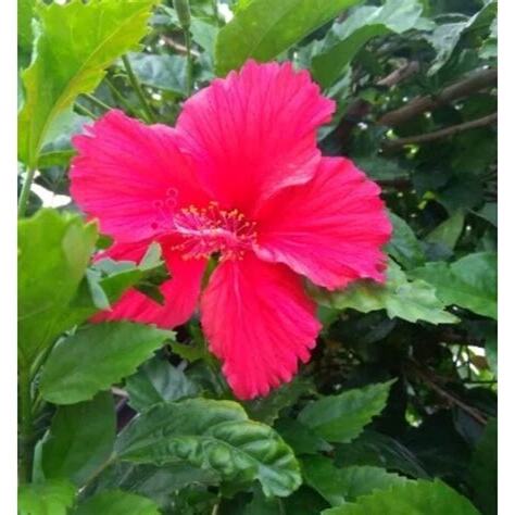 扶桑花葉子