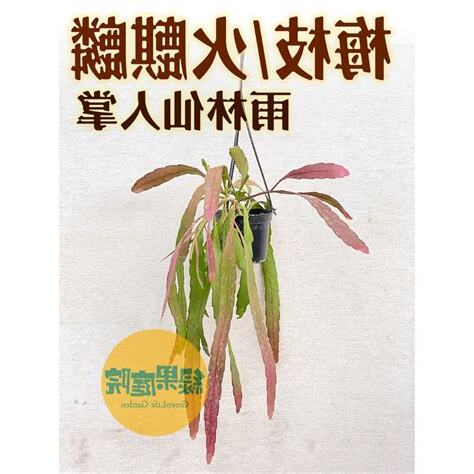 火麒麟仙人掌