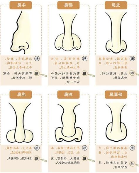 女人鼻型面相