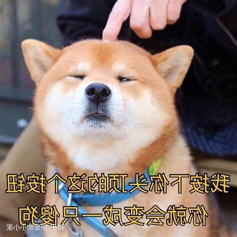 自来狗好不好
