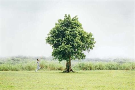 樹對人的好處