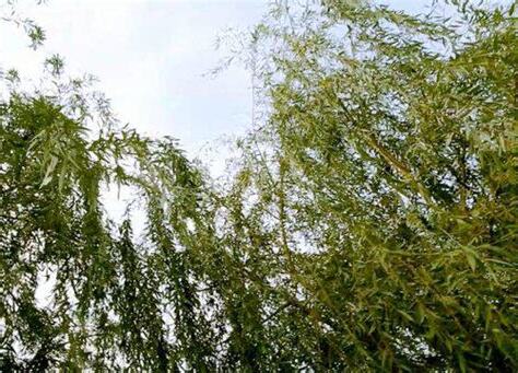 柳樹風水