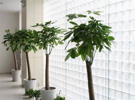 家門口適合種什麼植物