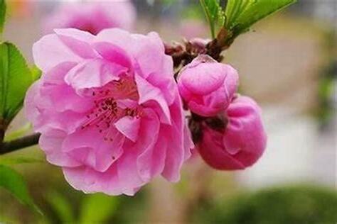 桃花旺的人