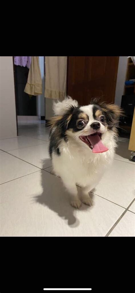 家裡狗狗過世