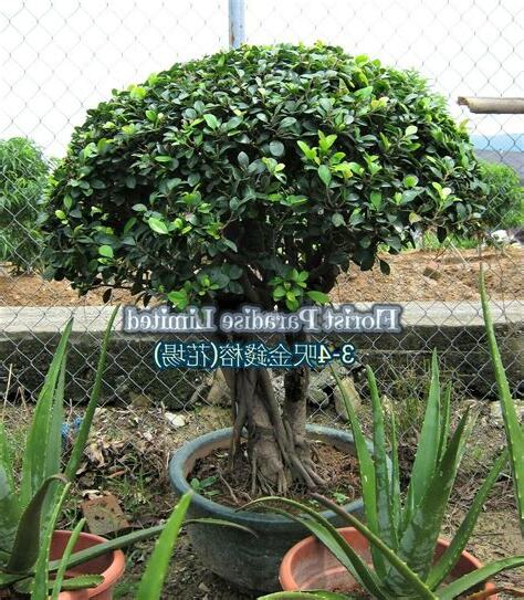 金錢榕風水