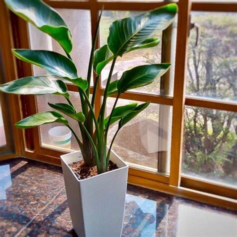 白花天堂鳥室內
