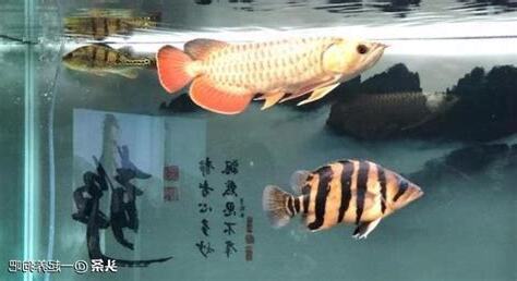 養龍魚設備