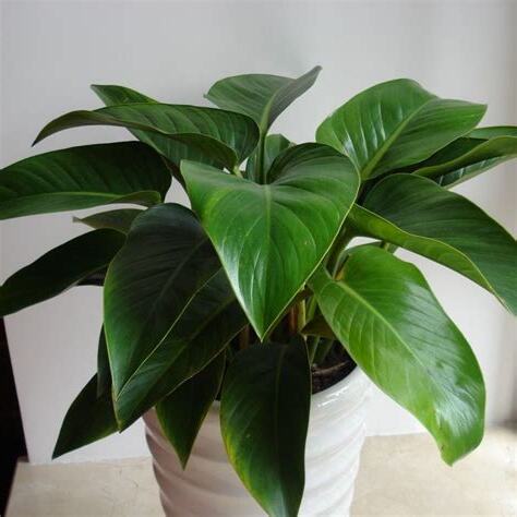 金鑽植物風水