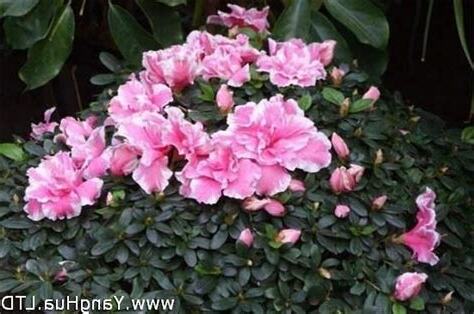 代表財富的花