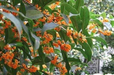 金桂花樹