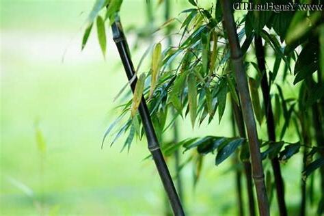 紫竹種植