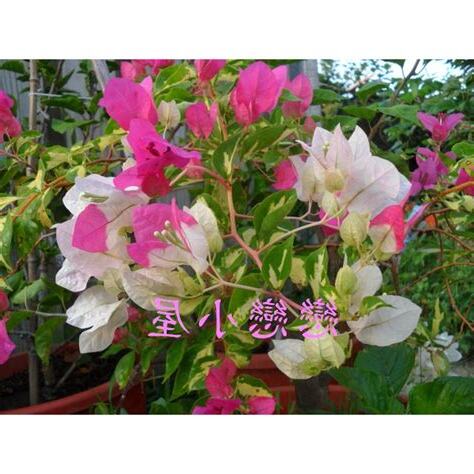 家裡可以種九重葛嗎