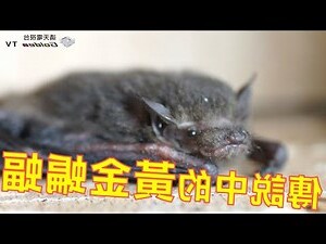 蝙蝠是吉祥物嗎