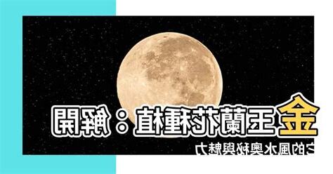 金玉蘭花種植禁忌