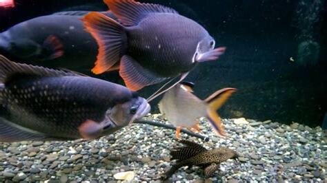 古代戰船魚
