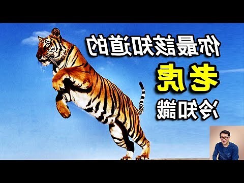 白虎是什麼