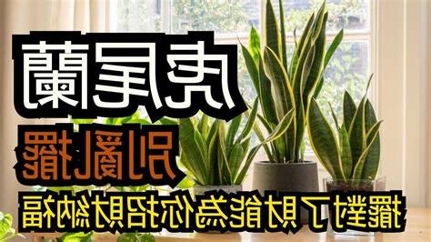 虎尾蘭禁忌