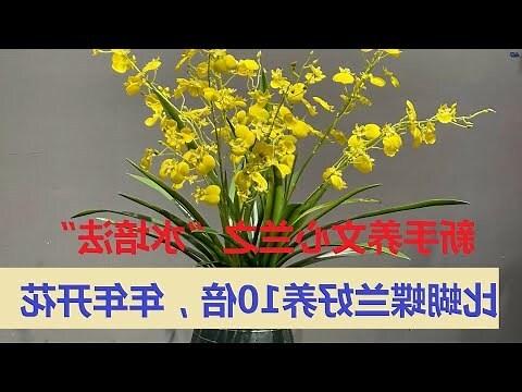 文心蘭風水