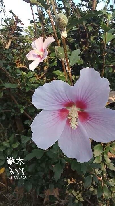木槿花語