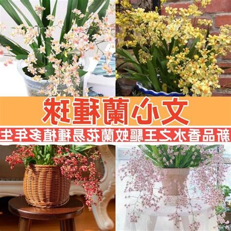 香水文心蘭種植