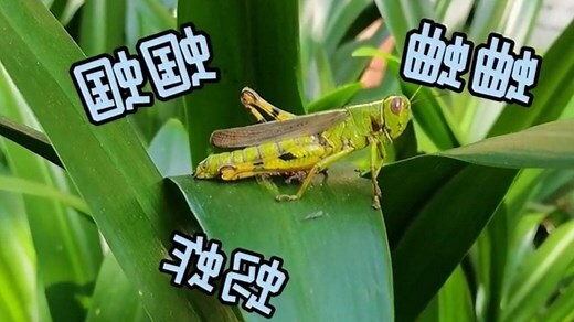 為什麼家裡有蚱蜢