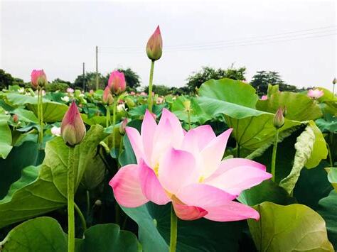 蓮花