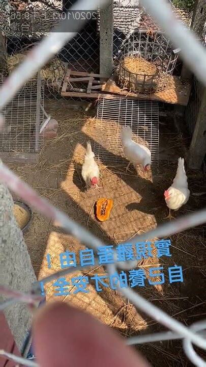 自己養雞
