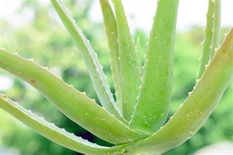 蘆薈養殖