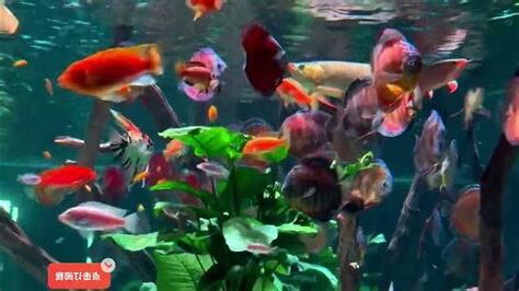 混養魚