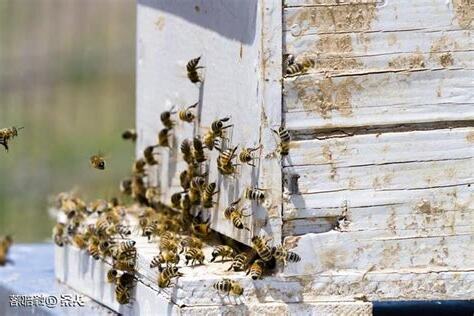 家裏有蜜蜂