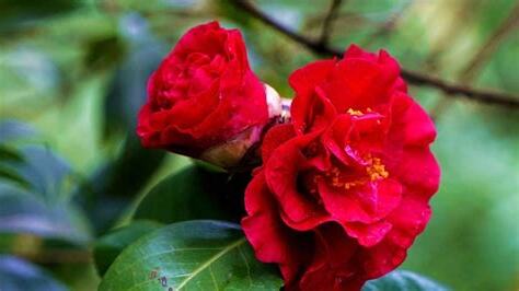山茶花寓意