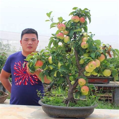 陽台果樹
