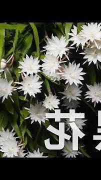 曇花風水