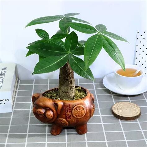 發財樹結果子