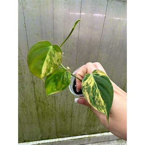 植濁