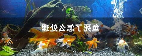 鱼死了怎么办