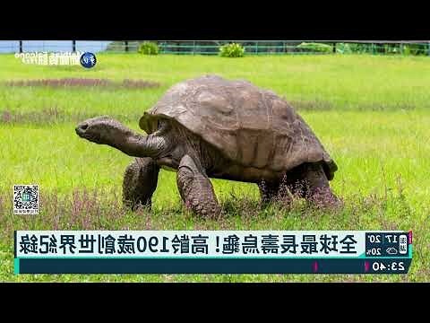 烏龜長壽原因