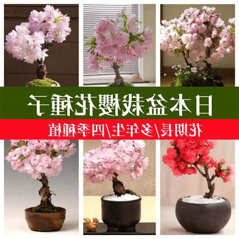 陽台盆栽櫻花