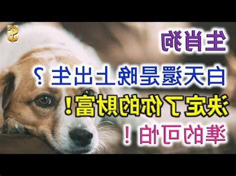 戊狗