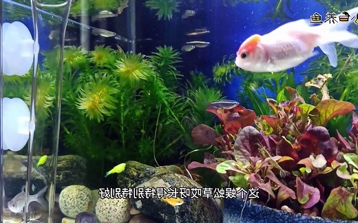 蜈蚣草禁忌